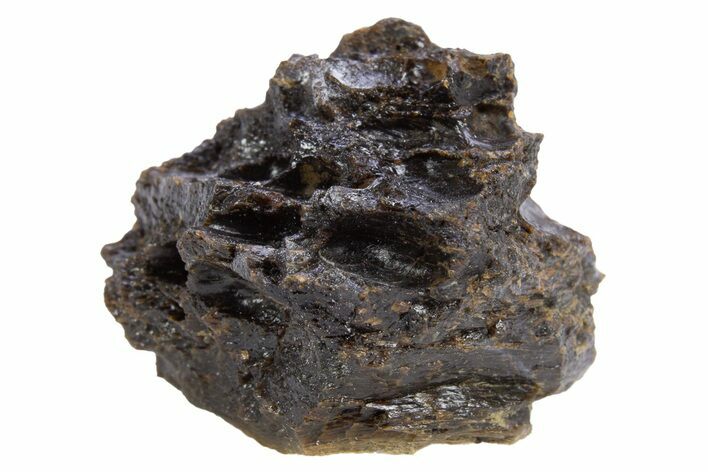 Fossil Tyrannosaur (T rex) Bone Section - Wyoming #306715